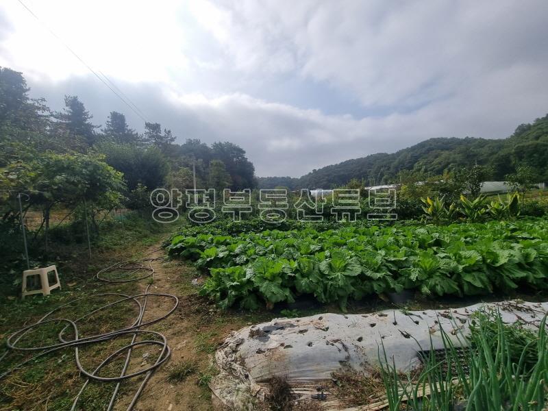 양수역 근거리에 있는 토지로 하우스 2동, 닭장, 지하수, 각종과일나무가 가득한 곳_19