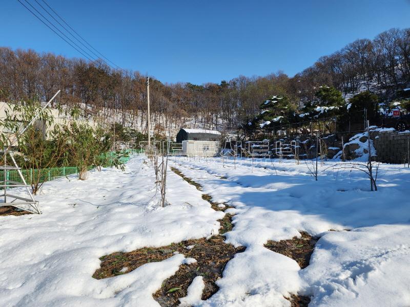 북한강이 전망되는 배밭 끝에 자라한 그린벨트 대지&전_4