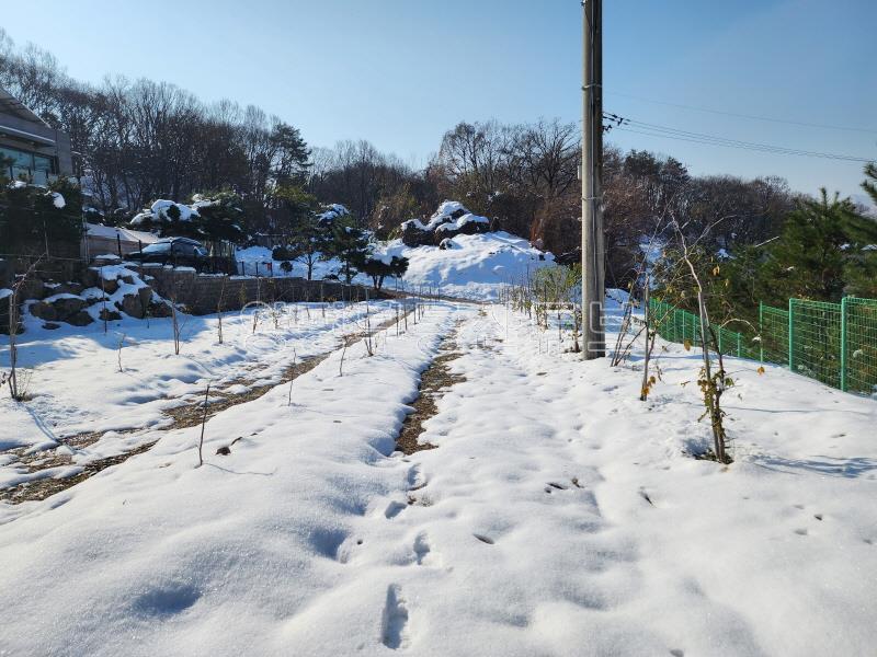 북한강이 전망되는 배밭 끝에 자라한 그린벨트 대지&전_22